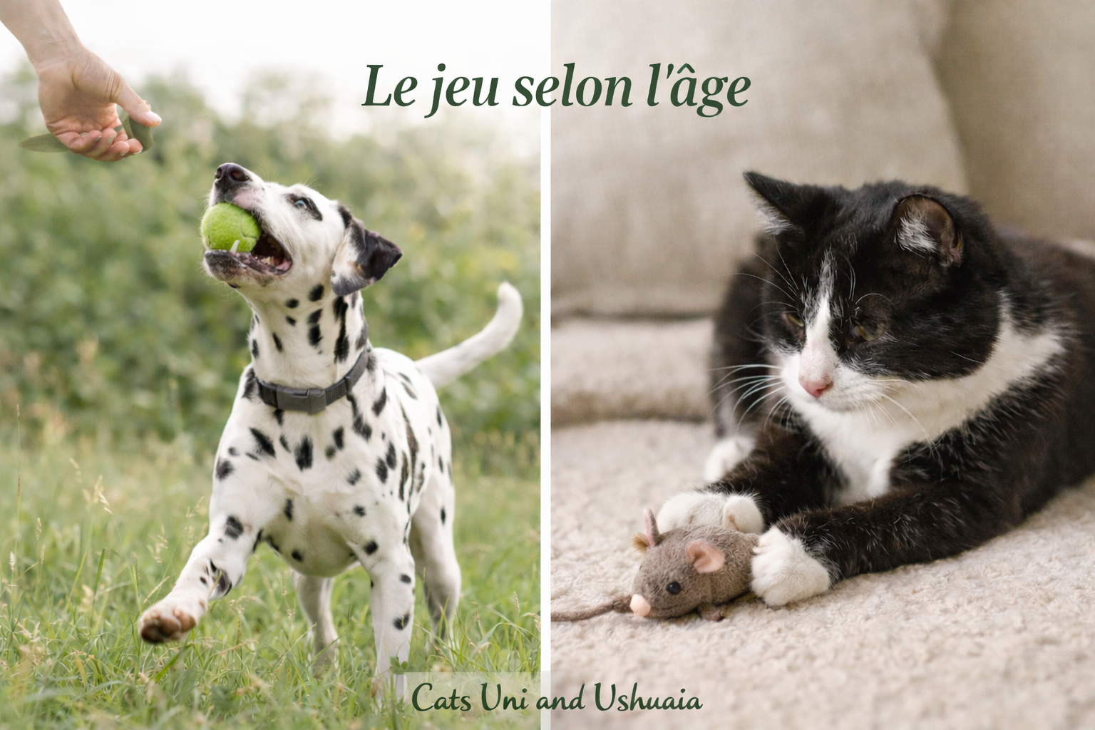 L’importance du jeu selon l’âge de l’animal