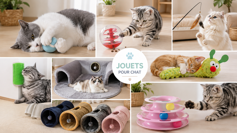 Jouets pour chat