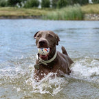 Balle interactive résistante aux morsures pour chien