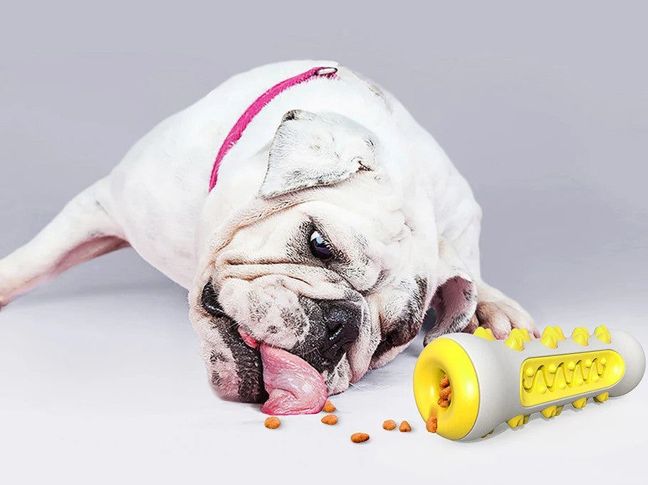 Jouet brosse à dents pour chien à mâcher