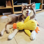 Jouet Canard en Peluche pour Chien