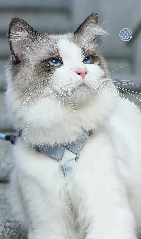 Harnais réglable avec laisse - chat