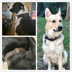 Collier cuir véritable - chien