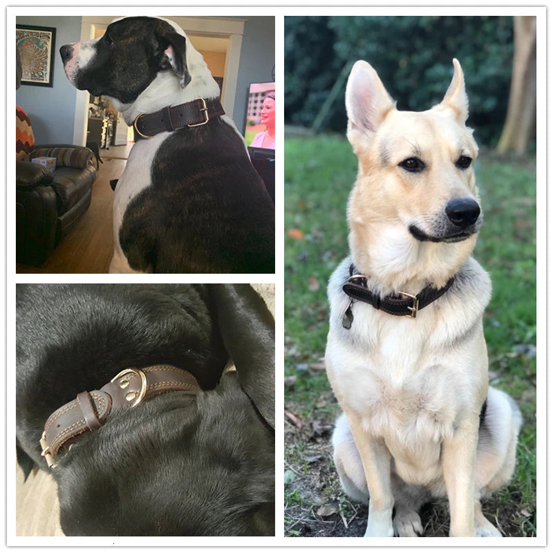 Collier cuir véritable - chien