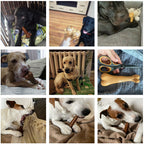 Os à mâcher naturel pour chien