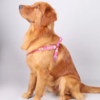 Harnais motif os avec laisse - chien