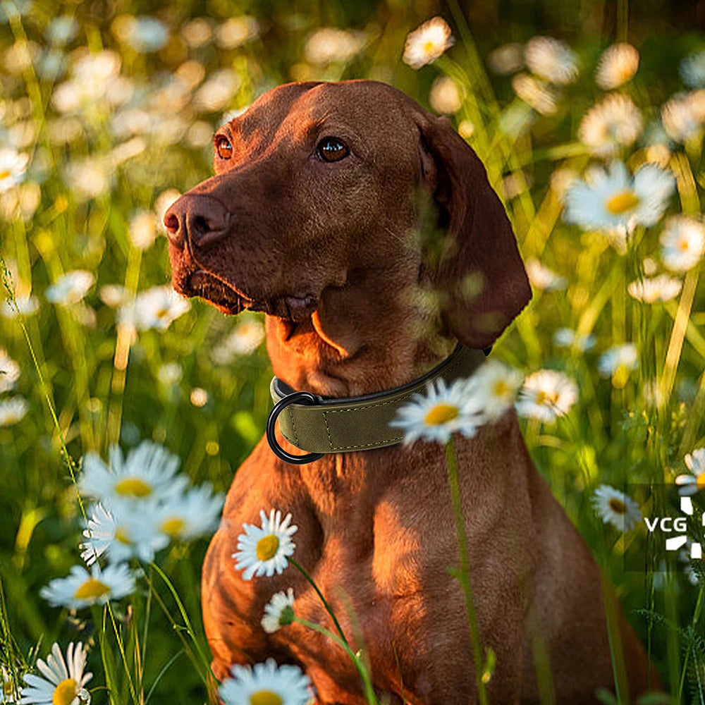 Collier en cuir respirant pour chien