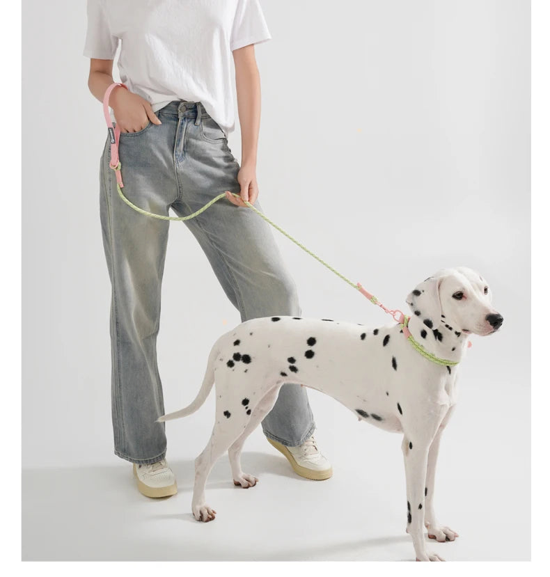 Collier ou laisse en PVC pour chien