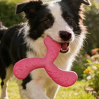 Disque volant flottant - chien