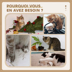 Arbre à chat en bois avec hamac et niche - chat