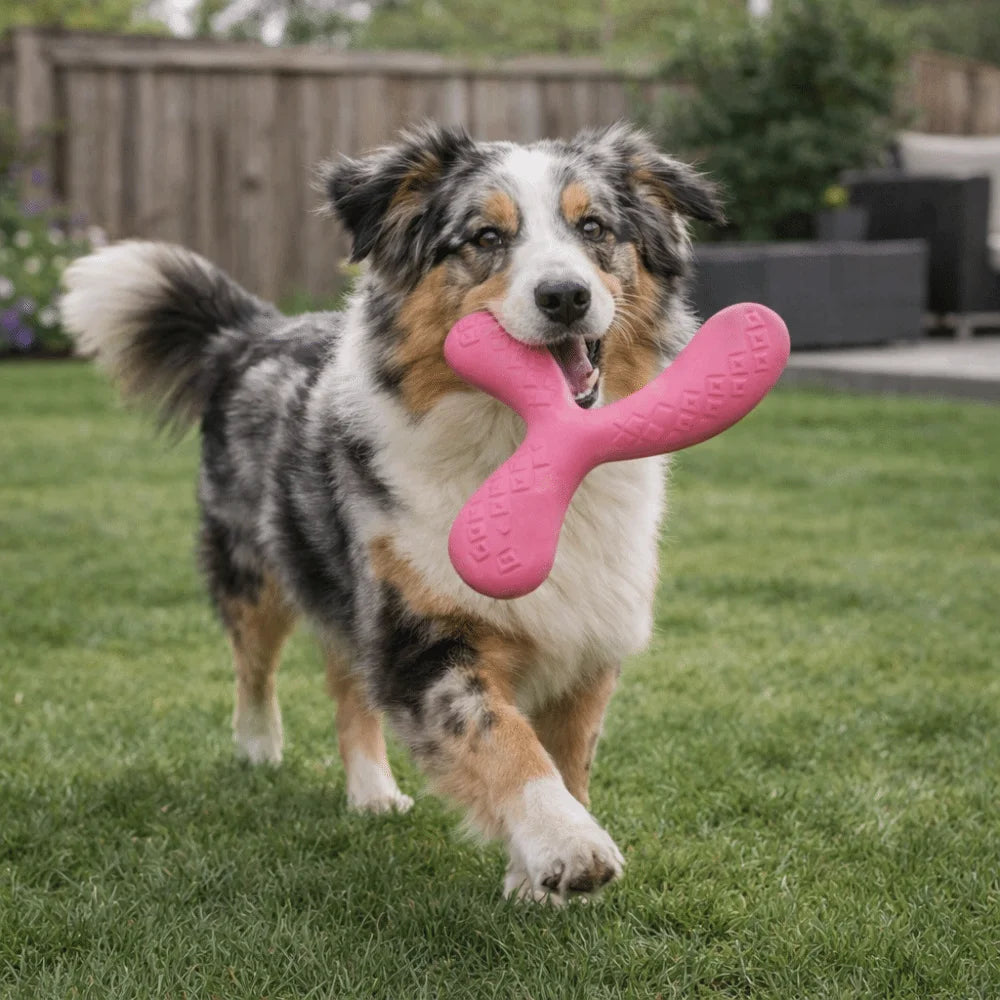 Disque volant flottant - chien
