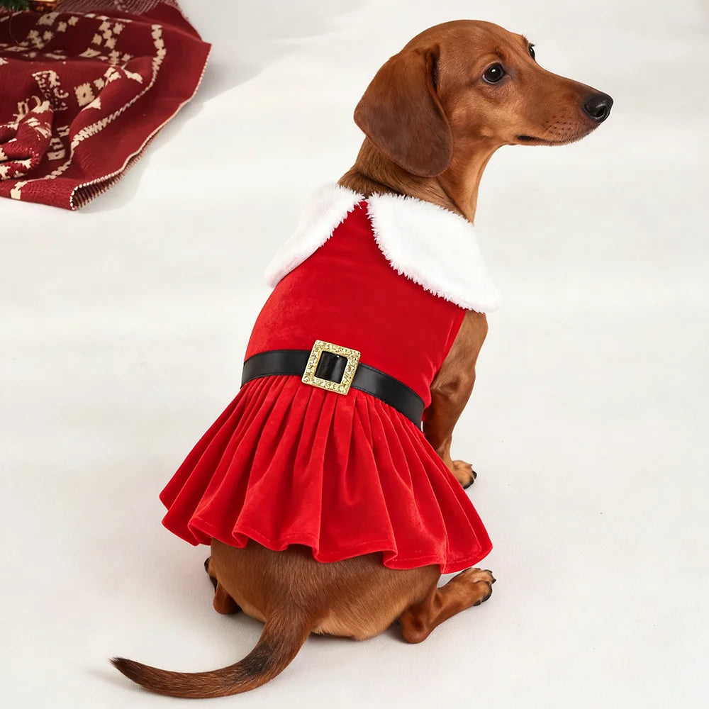 Robe de Noël pour chien & chat