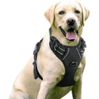Harnais confort anti-traction avec laisse - chien