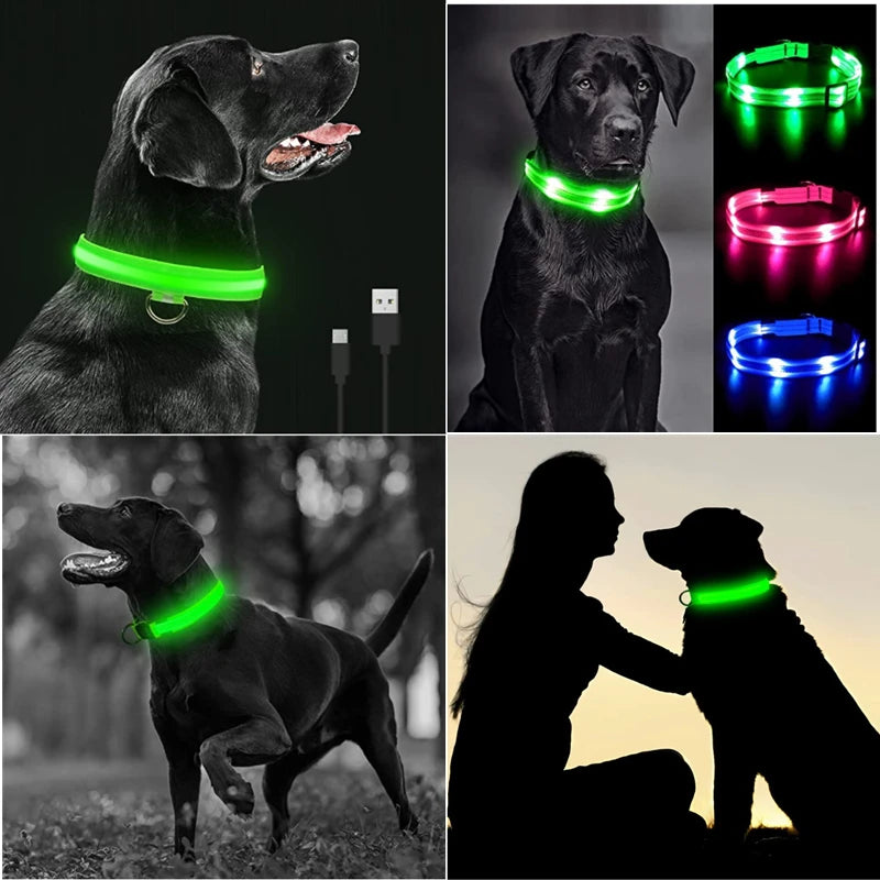 Collier lumineux LED pour chien