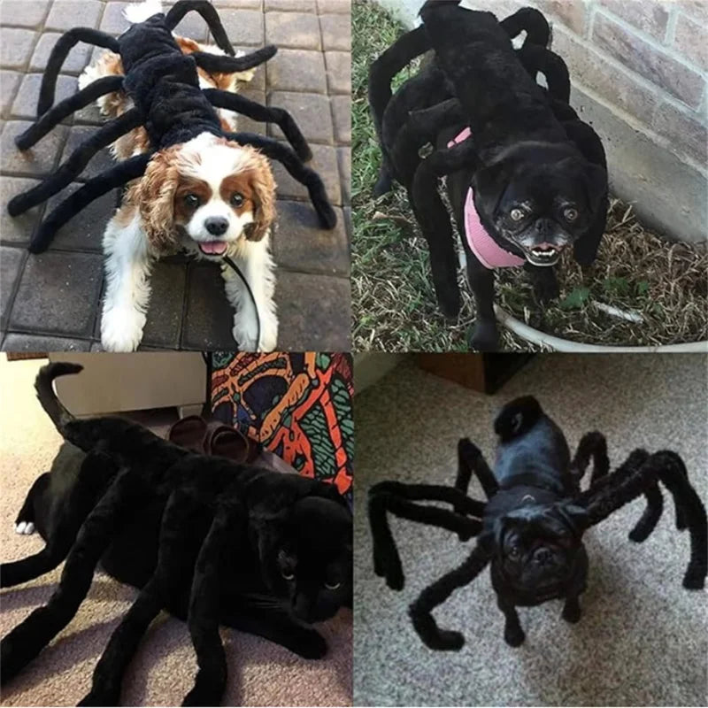Costume araignée Halloween - chien ou chat