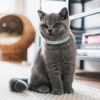 Collier en cuir suédé avec strass pour chat