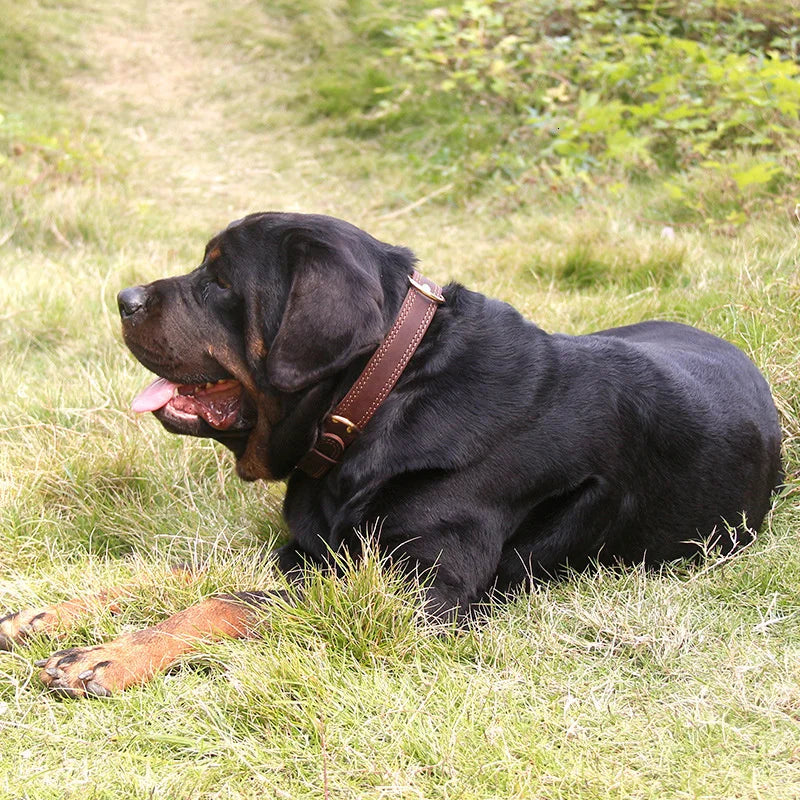 Collier cuir véritable - chien