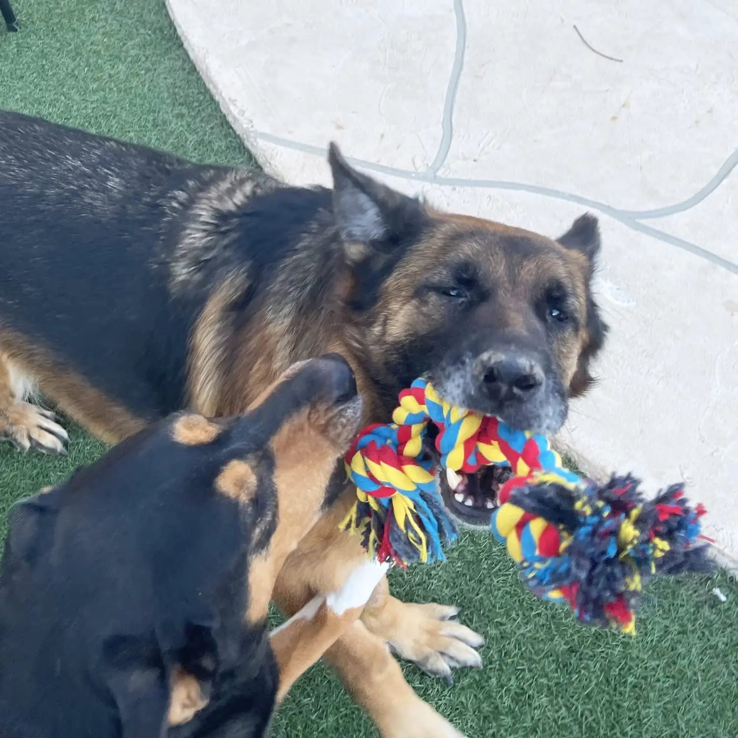Jouet corde à nœuds en coton pour chien