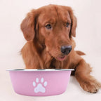 Bol antidérapant en acier inoxydable pour chien et chat