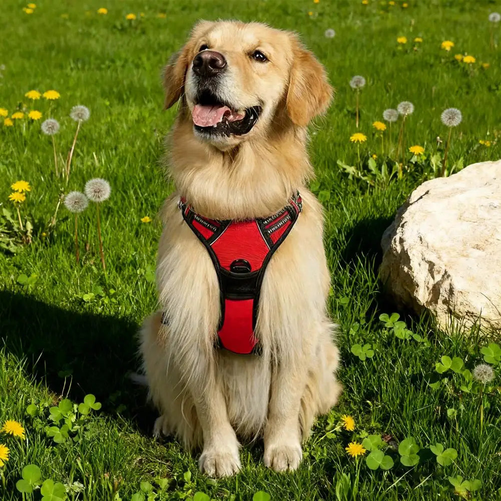 Harnais confort anti-traction avec laisse - chien