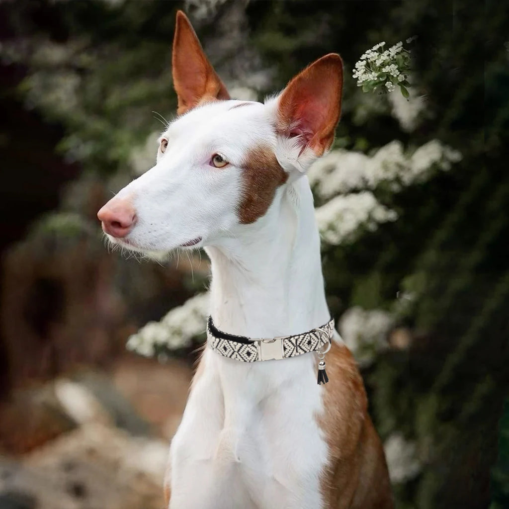 Collier bohème ethnique pour chien avec pendentif