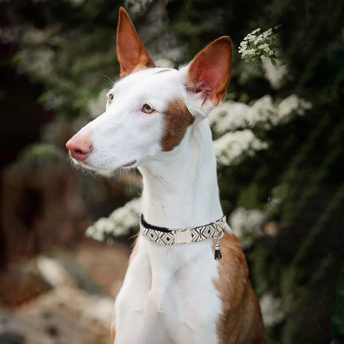 Collier bohème ethnique pour chien avec pendentif