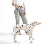 Ensemble Harnais et Laisse Sans Traction PVC pour Chien