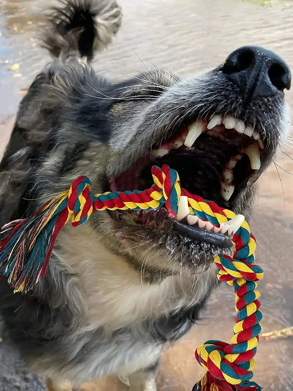 Corde à nœuds coton - chien