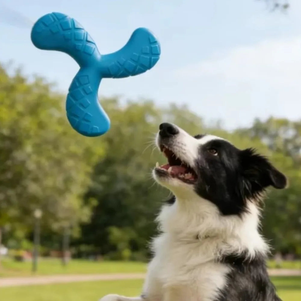 Disque volant flottant - chien