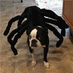 Costume araignée Halloween - chien ou chat
