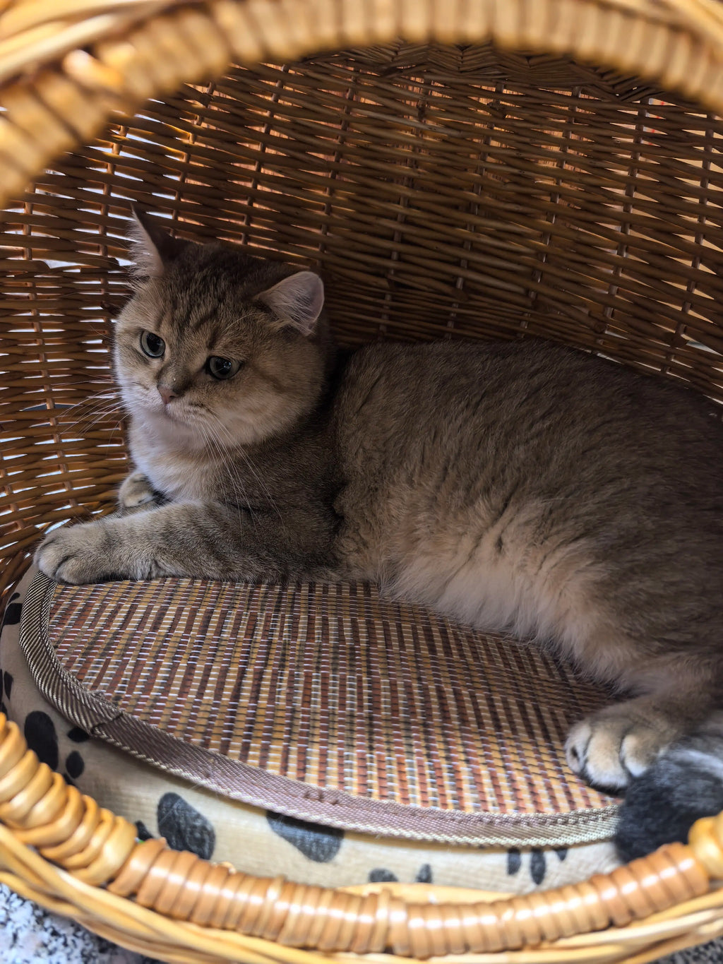 Maison en rotin pour chat
