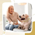 Collier chaîne dorée luxe pour chien ou chat