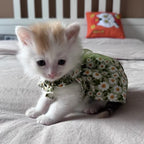Robe fleurie pour chat