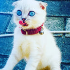 Collier pour Chat Élastique avec Cœur et Cloche