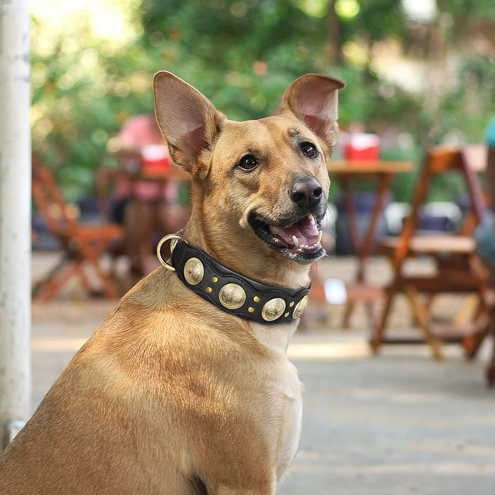 Collier en cuir large premium pour grand chien