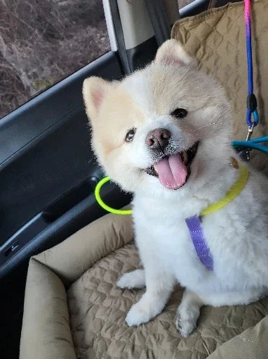 Housse de siège de voiture pour chien et chat