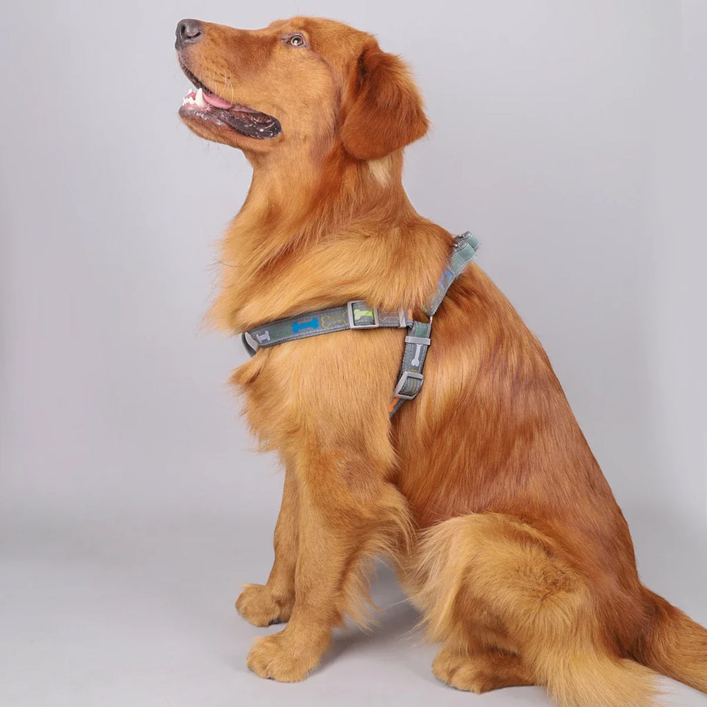 Harnais motif os avec laisse - chien
