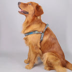 Harnais motif os avec laisse - chien