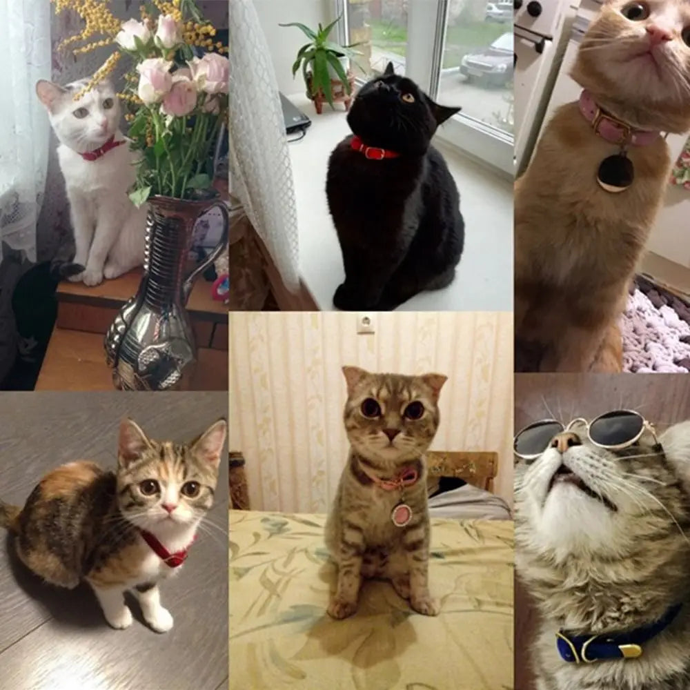Collier floqué réglable pour chat