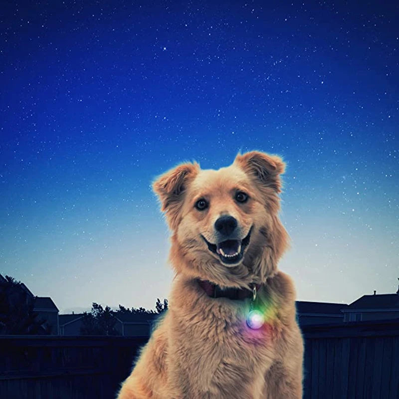Collier lumineux LED pour chien