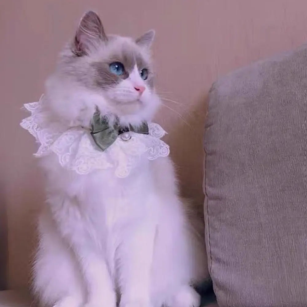 Collier dentelle nœud - chat ou petit chien