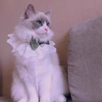 Collier dentelle nœud - chat ou petit chien