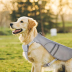 Veste rafraîchissante - chien