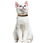Collier léger sécurisé - chat et petit chien