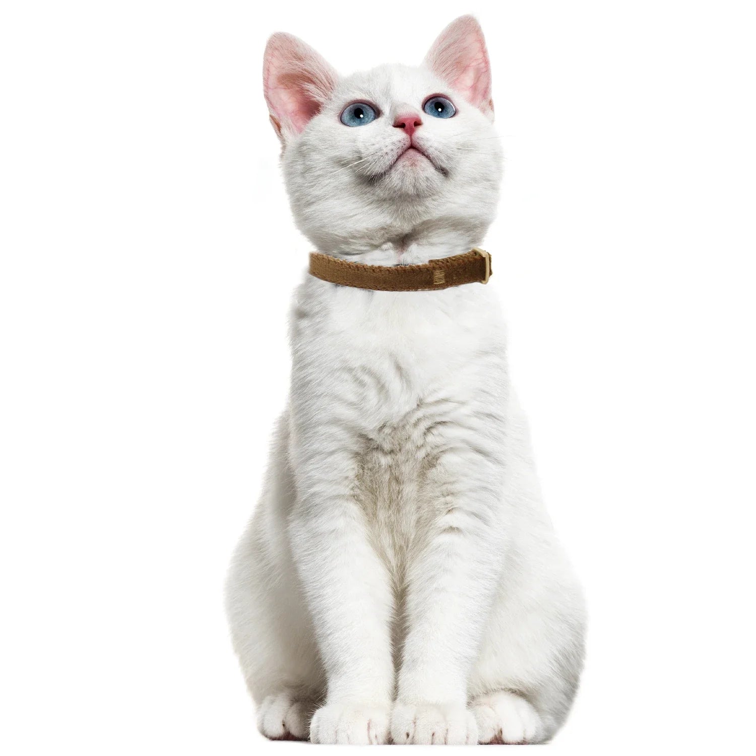 Collier léger sécurisé - chat et petit chien