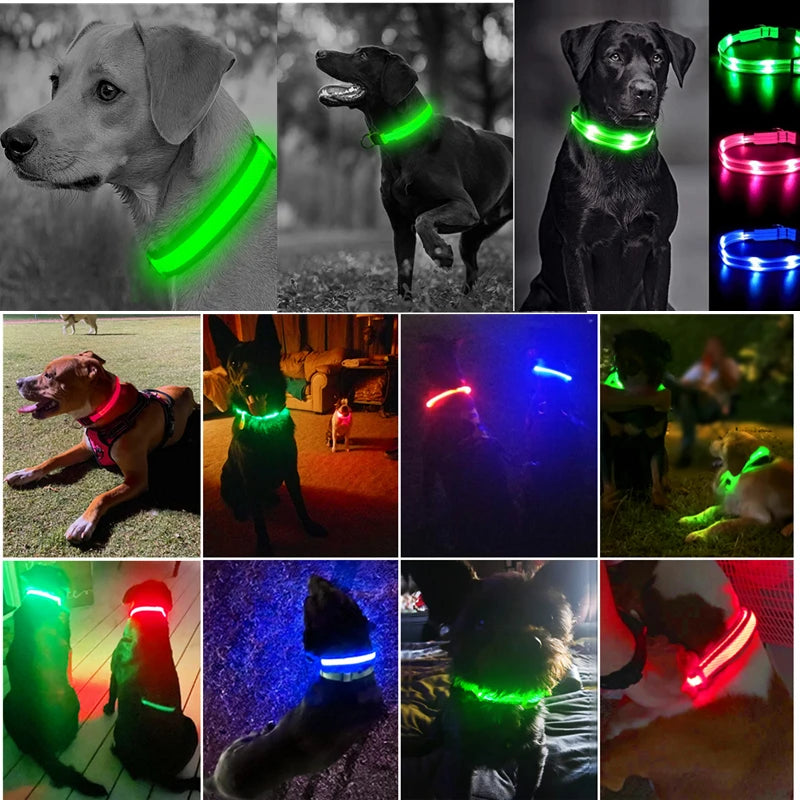 Collier lumineux LED pour chien