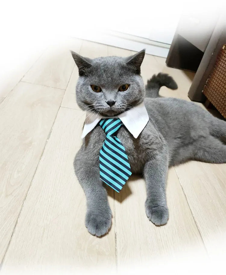 Collier cravate rayé pour chat et petit chien