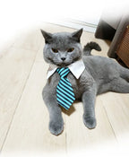 Collier cravate rayé pour chat et petit chien