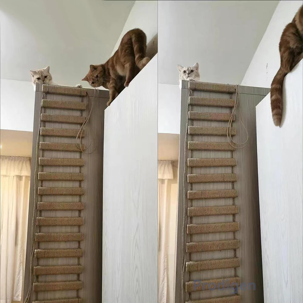 Pont d’Escalade pour Chat