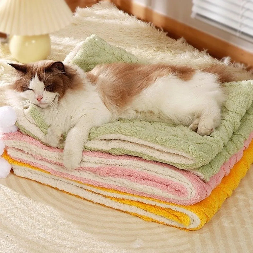 Plaid Cocooning Chat & Chien